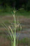 Arkansas sedge